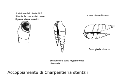 Charpentieria stenzii